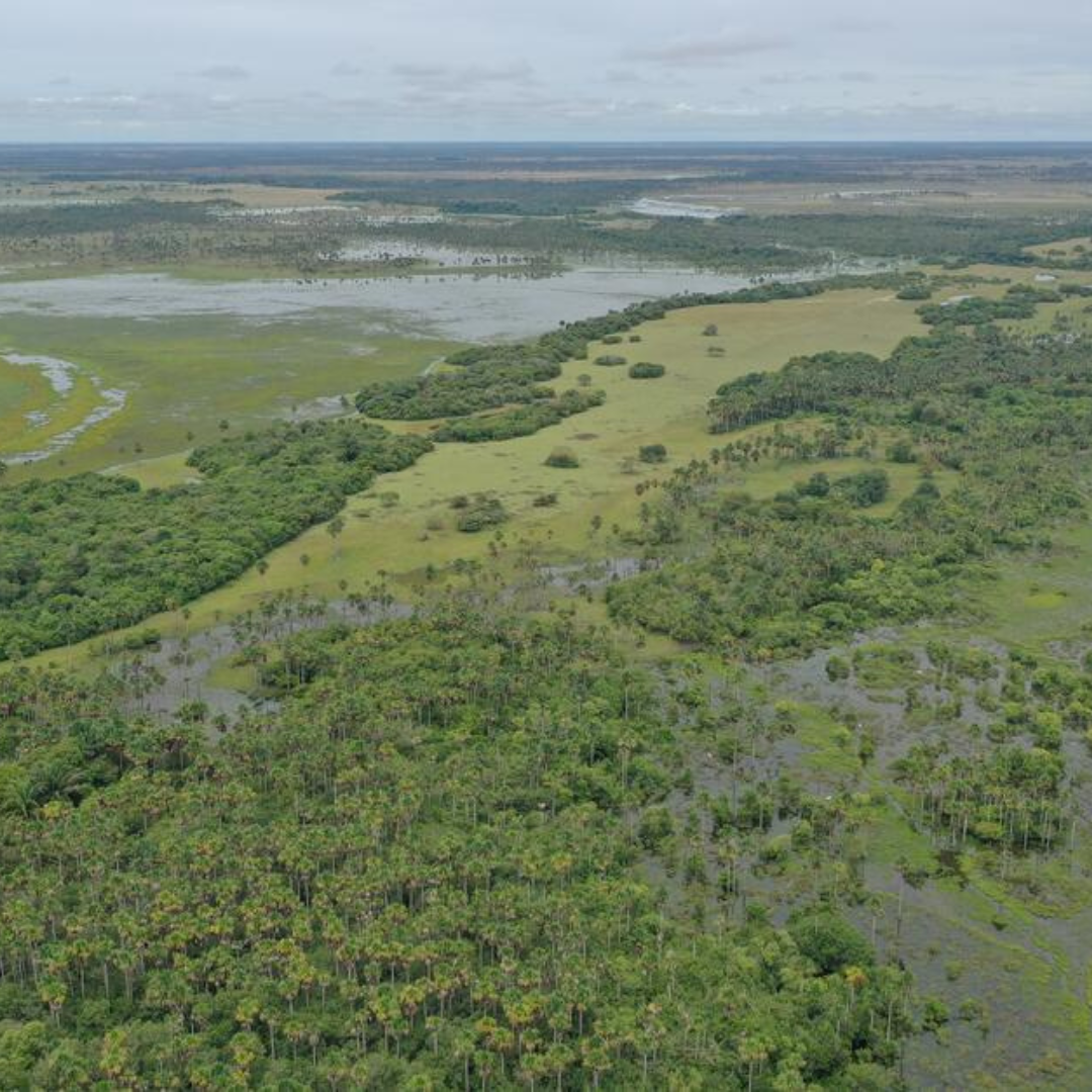 LATAM cierra una alianza para la conservación de 575 mil hectáreas en un área prioritaria a nivel mundial